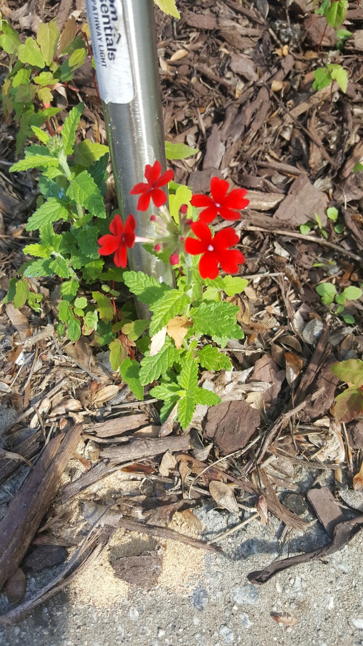 cute flowers