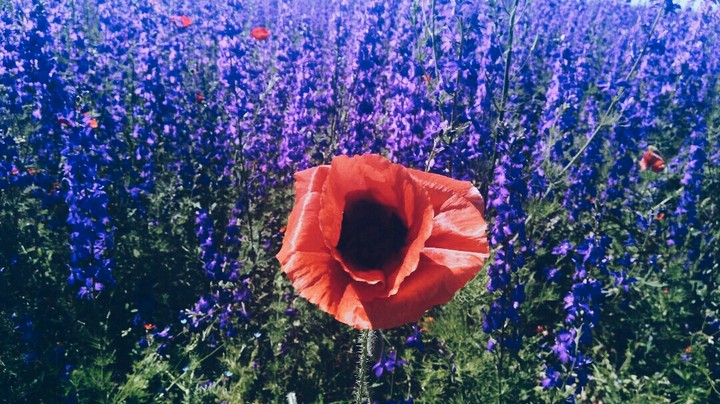 Poppy
