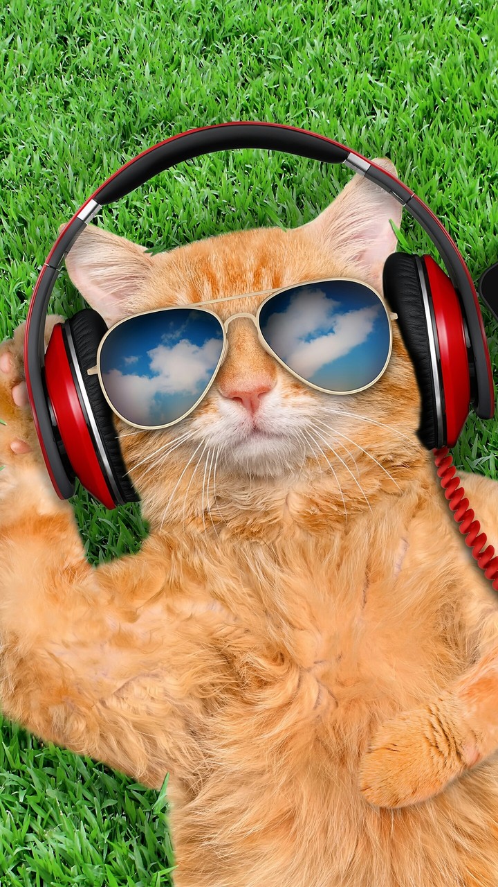 cute cat