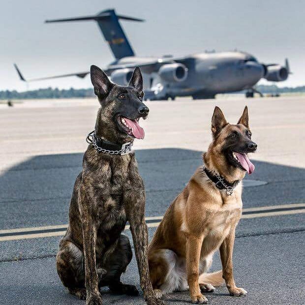 what nice dog