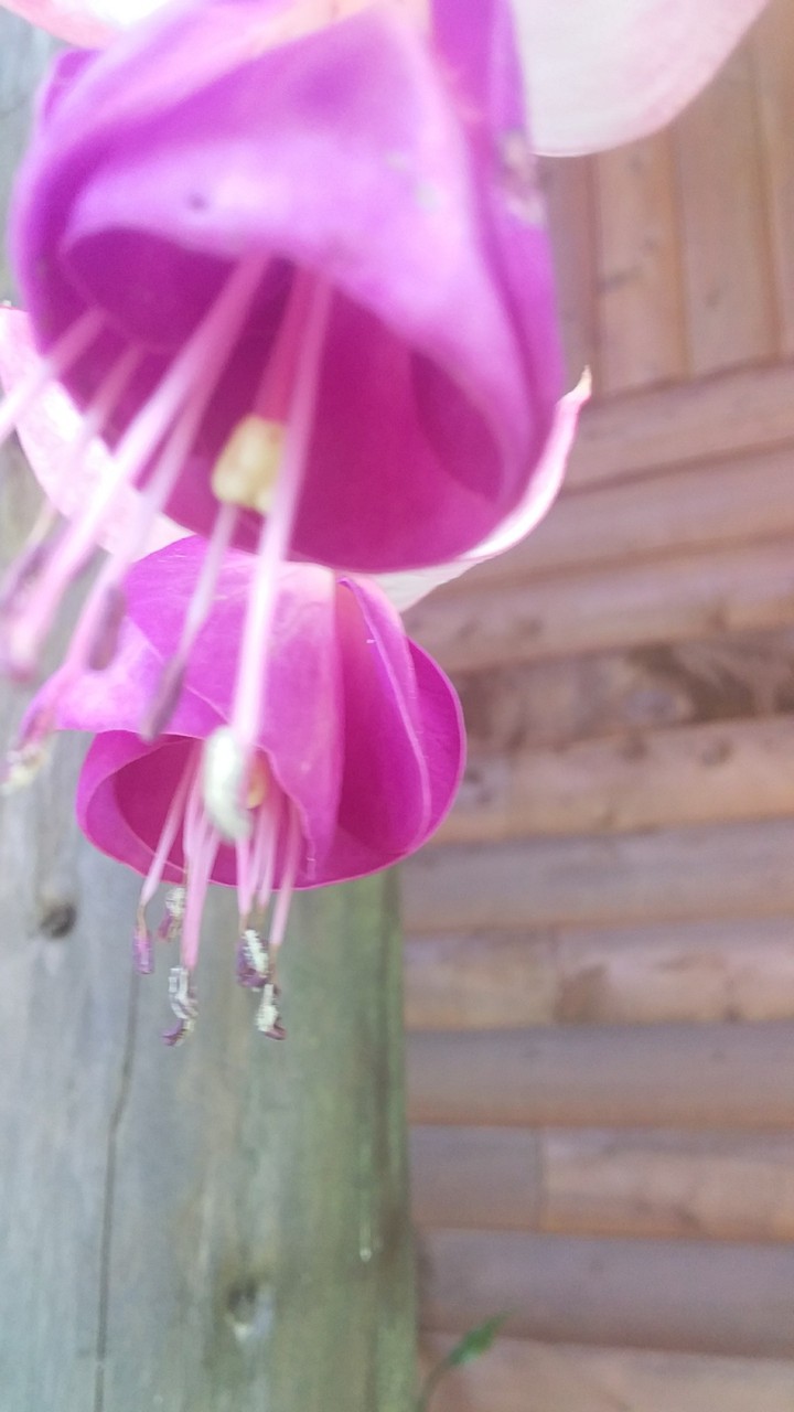 Flor