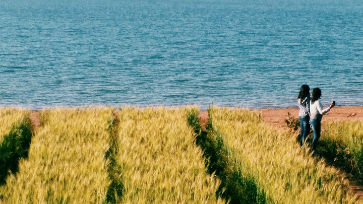 wheat field