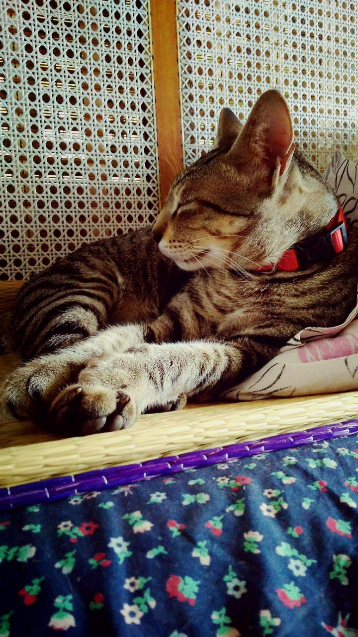 Ren - the lazy kitty cat