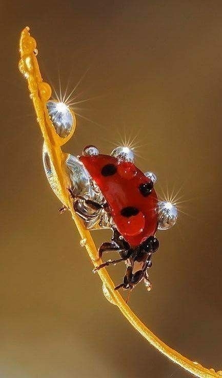 Coccinnelle