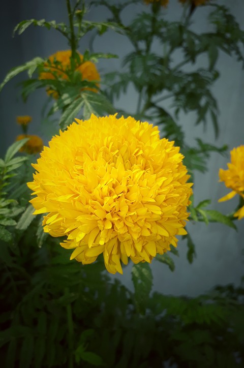 indian marigold