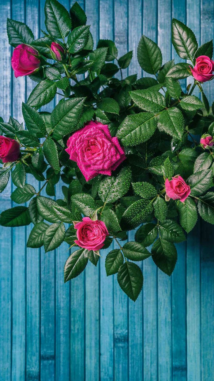 Roses