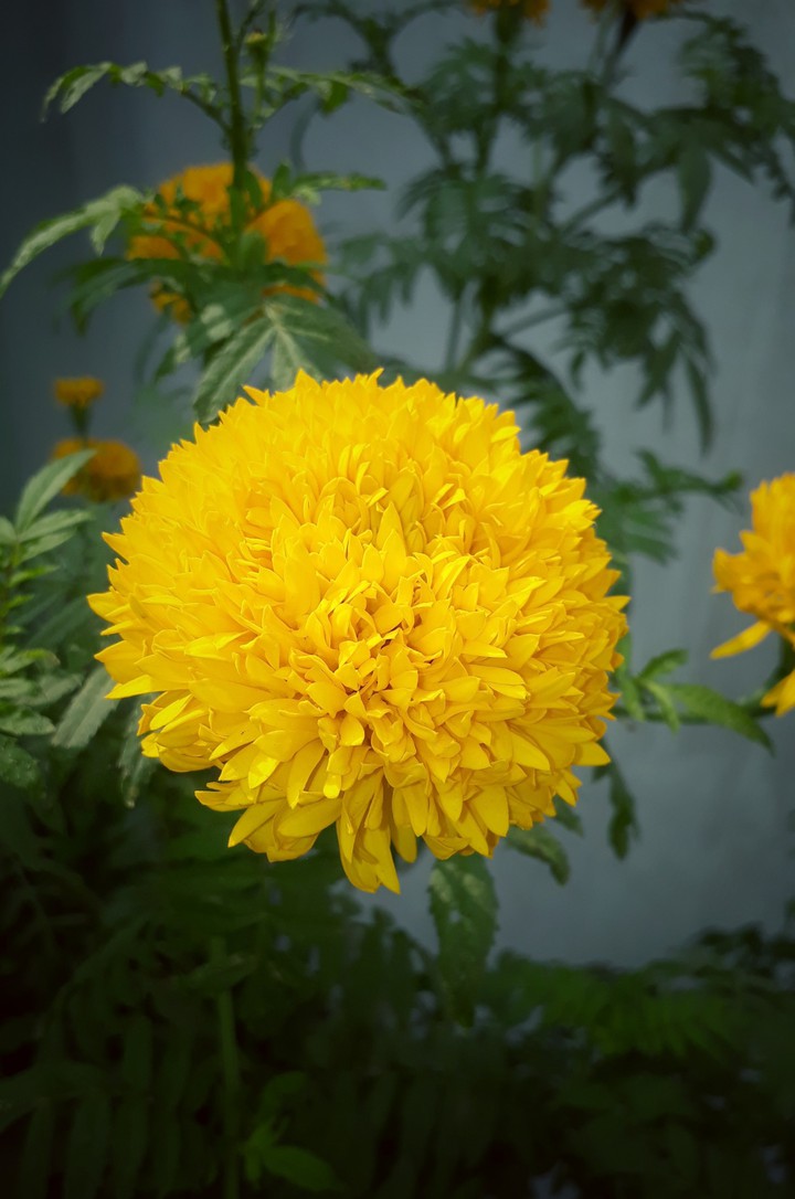 indian marigold