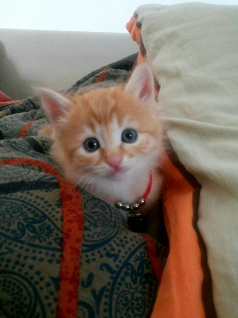 Sweet Red Cat