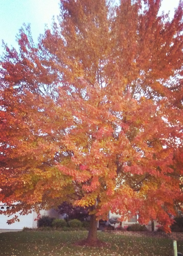 Beautiful Fall 