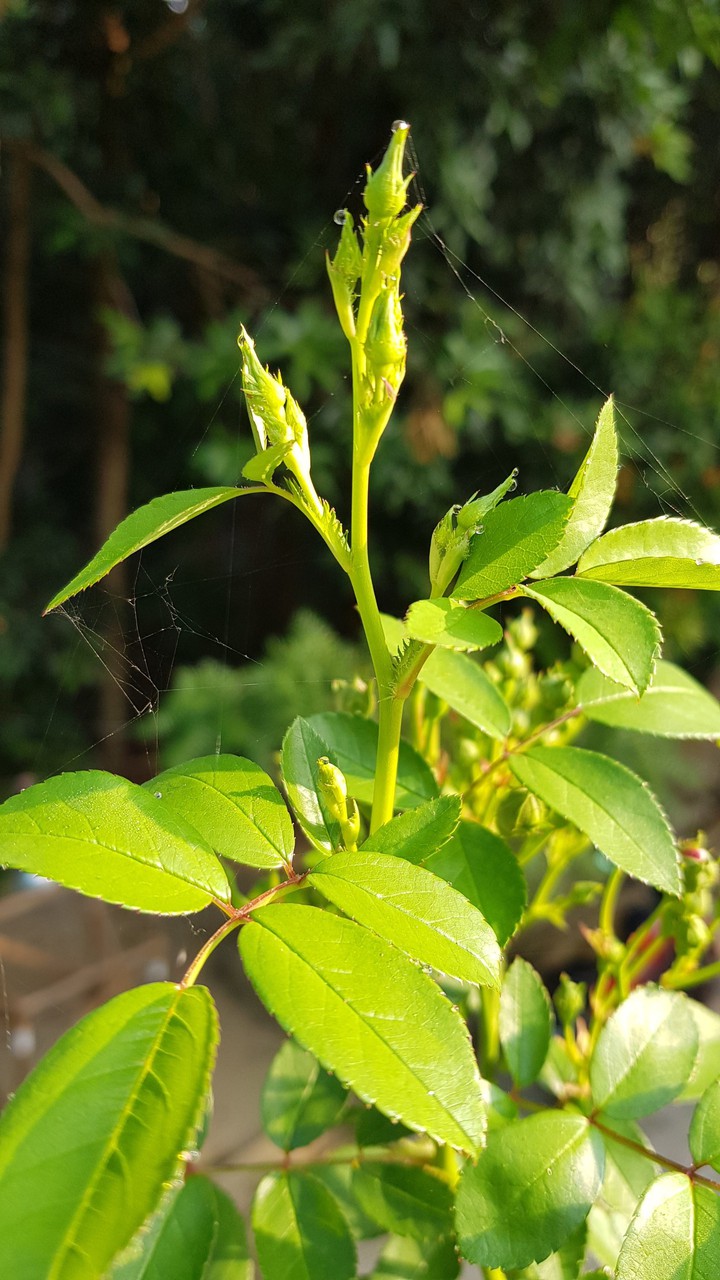 rose bud