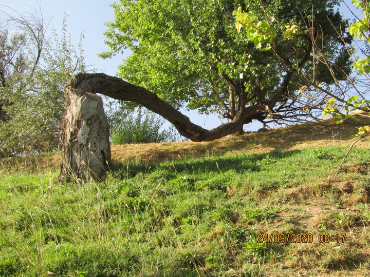 Resistant tree
