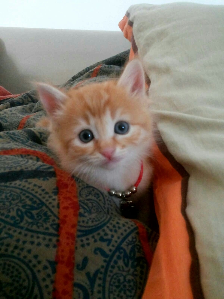 Sweet Red Cat