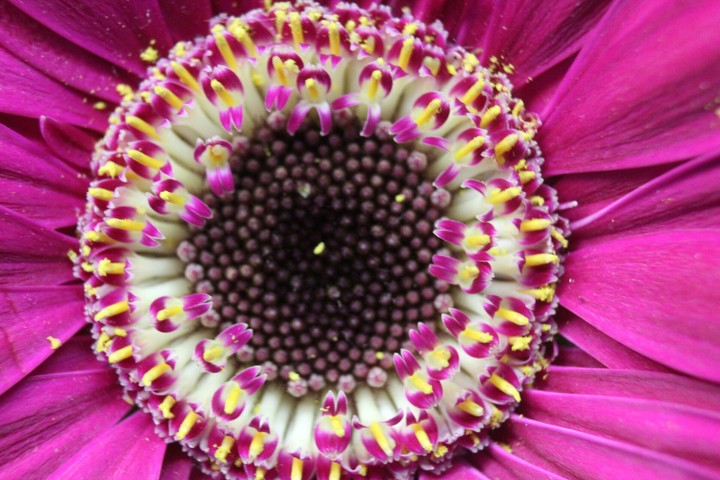 Piccoli petali crescono