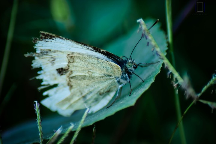 broken butterfly