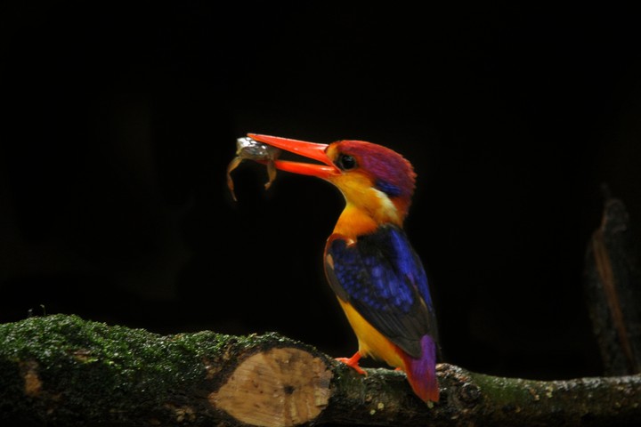 Oriental Dwarf Kingfisher