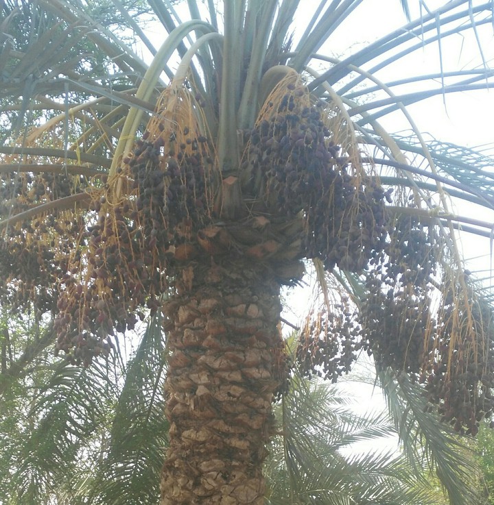 yummy dates