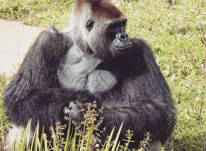 Gorilla