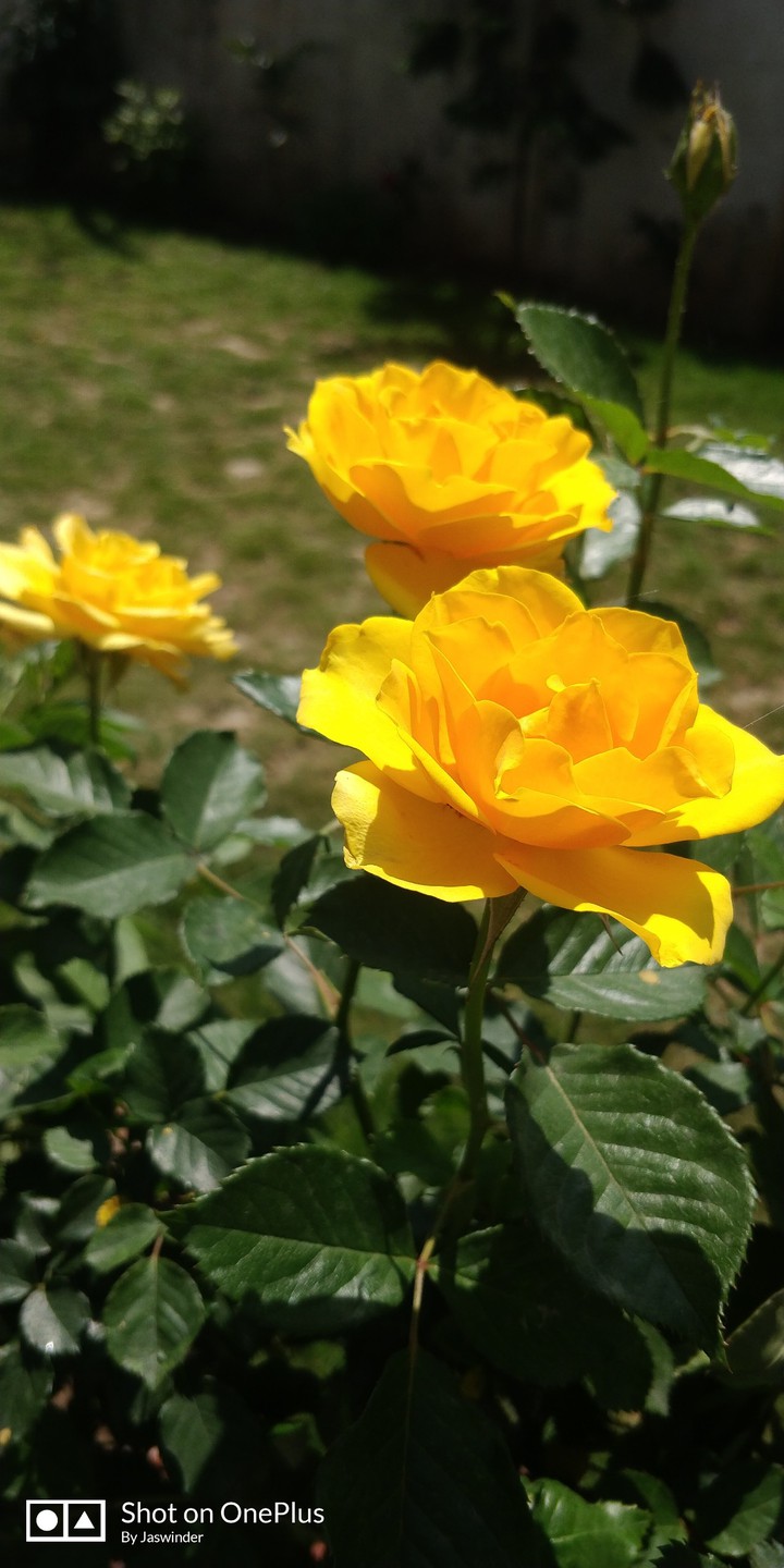 Yellow Rose