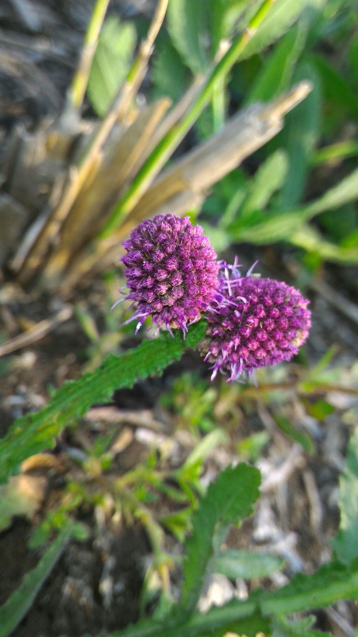 just wild weeds