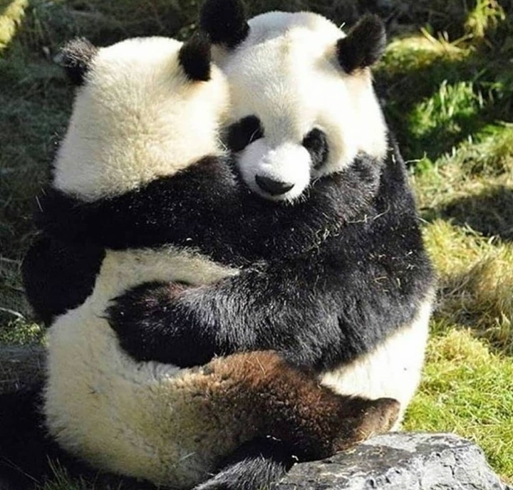 Panda's Hug