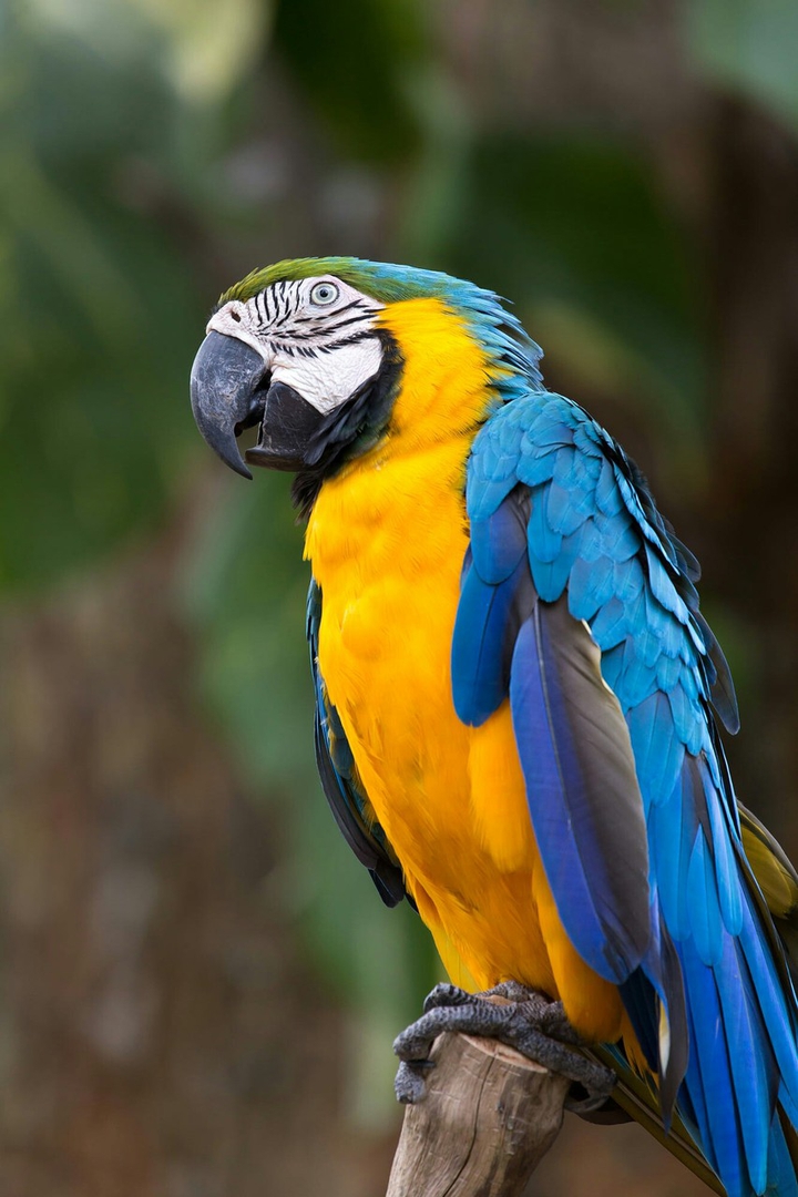 cut parrot