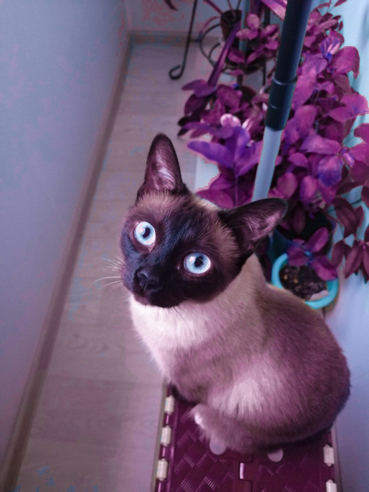 Кошка