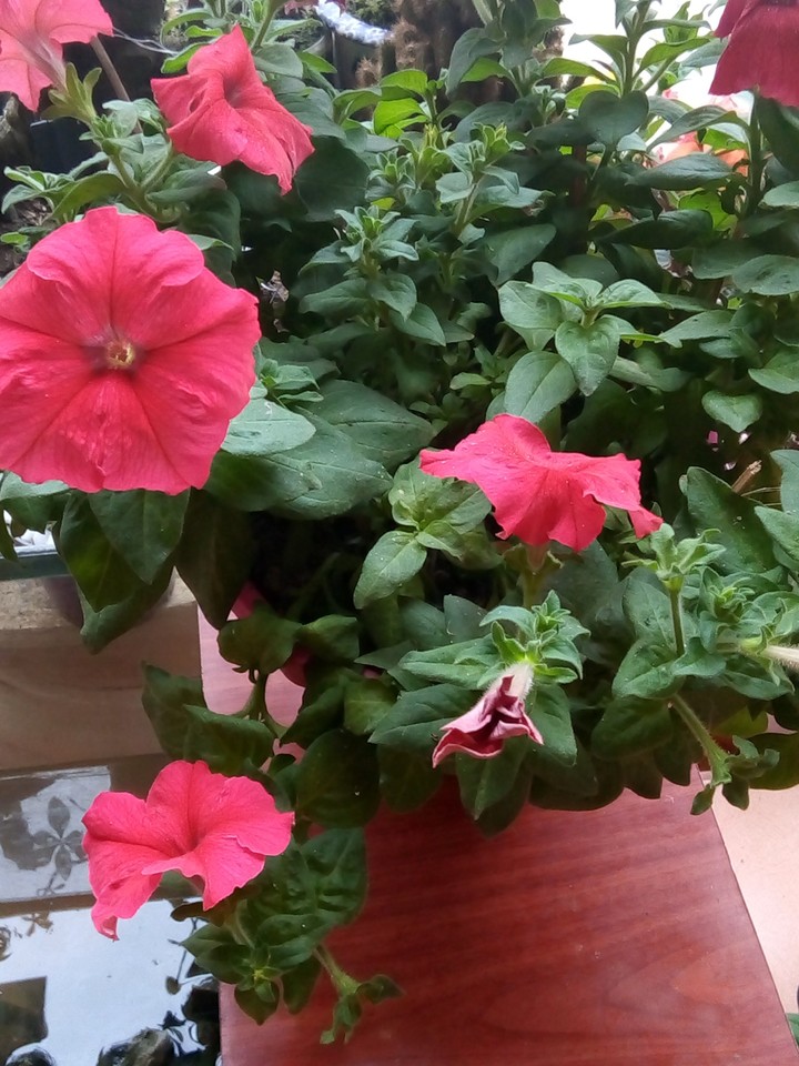 spring