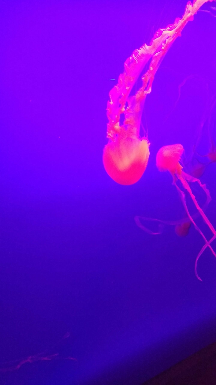 life underwater