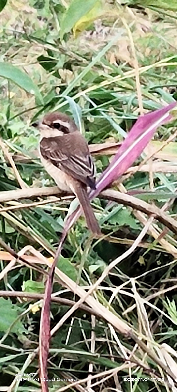 Sparrow