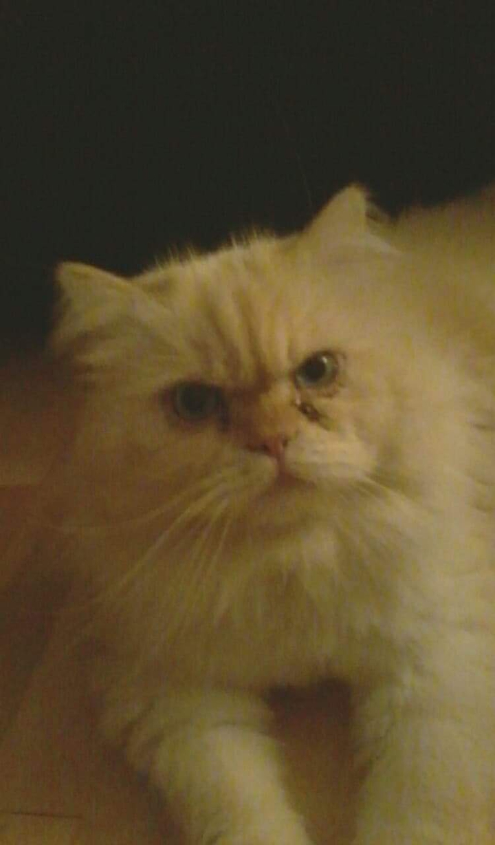 Magnificient Steve