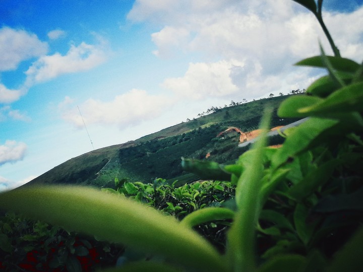 The hill