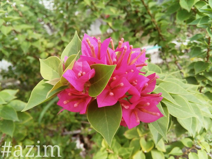 flower