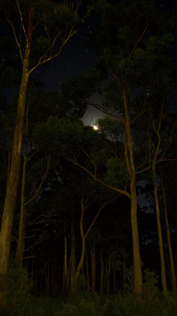 Night