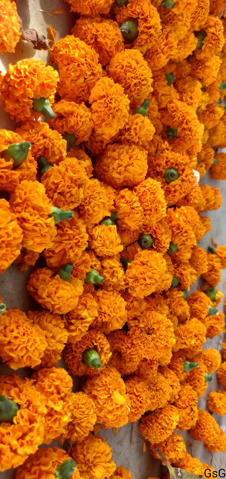 Marigold flower