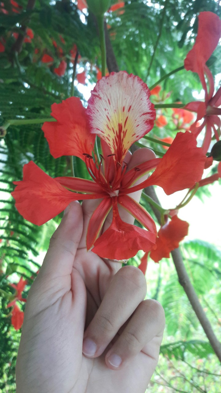 Flor