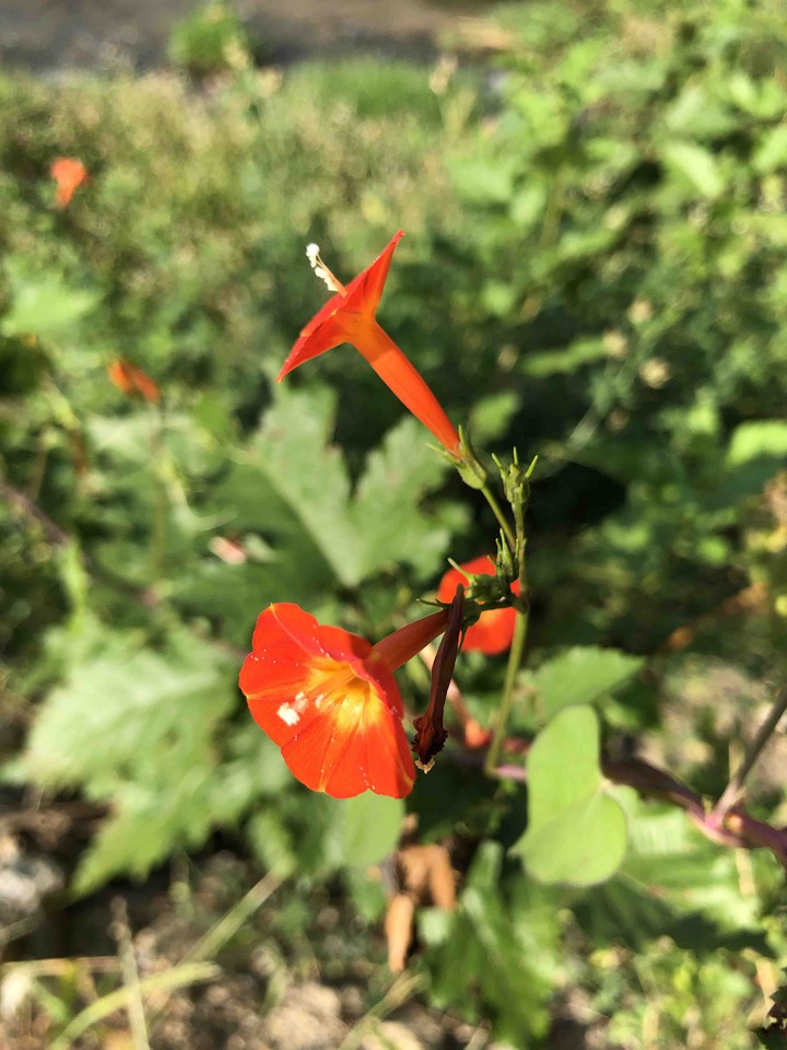 Small flower