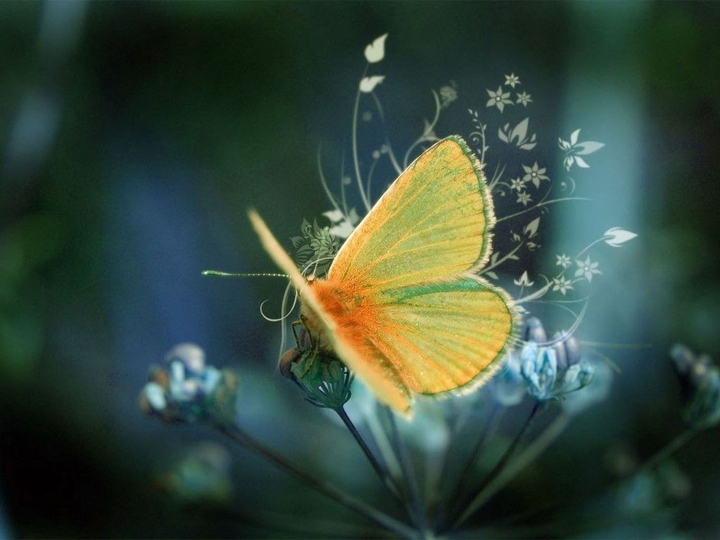 //Butterfly//