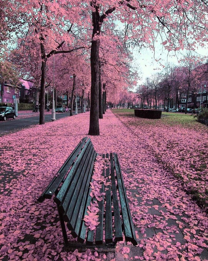 pink autumn