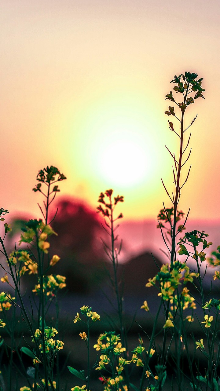 sunrise with blossom