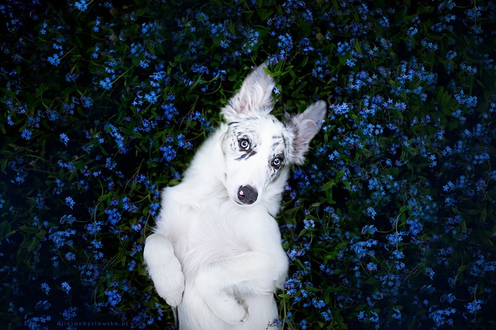 Doggy