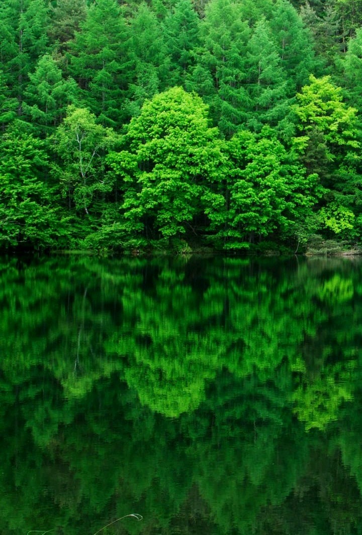 World of green
