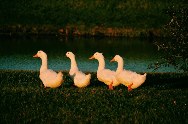 swan