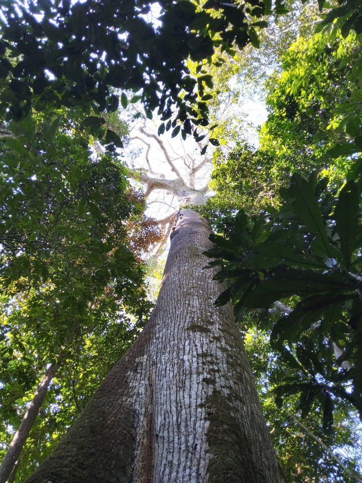 Samaúma