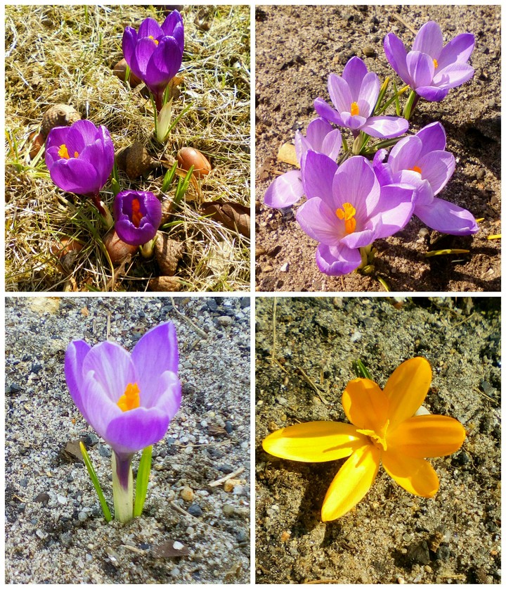Spring