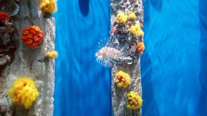 AquaRio