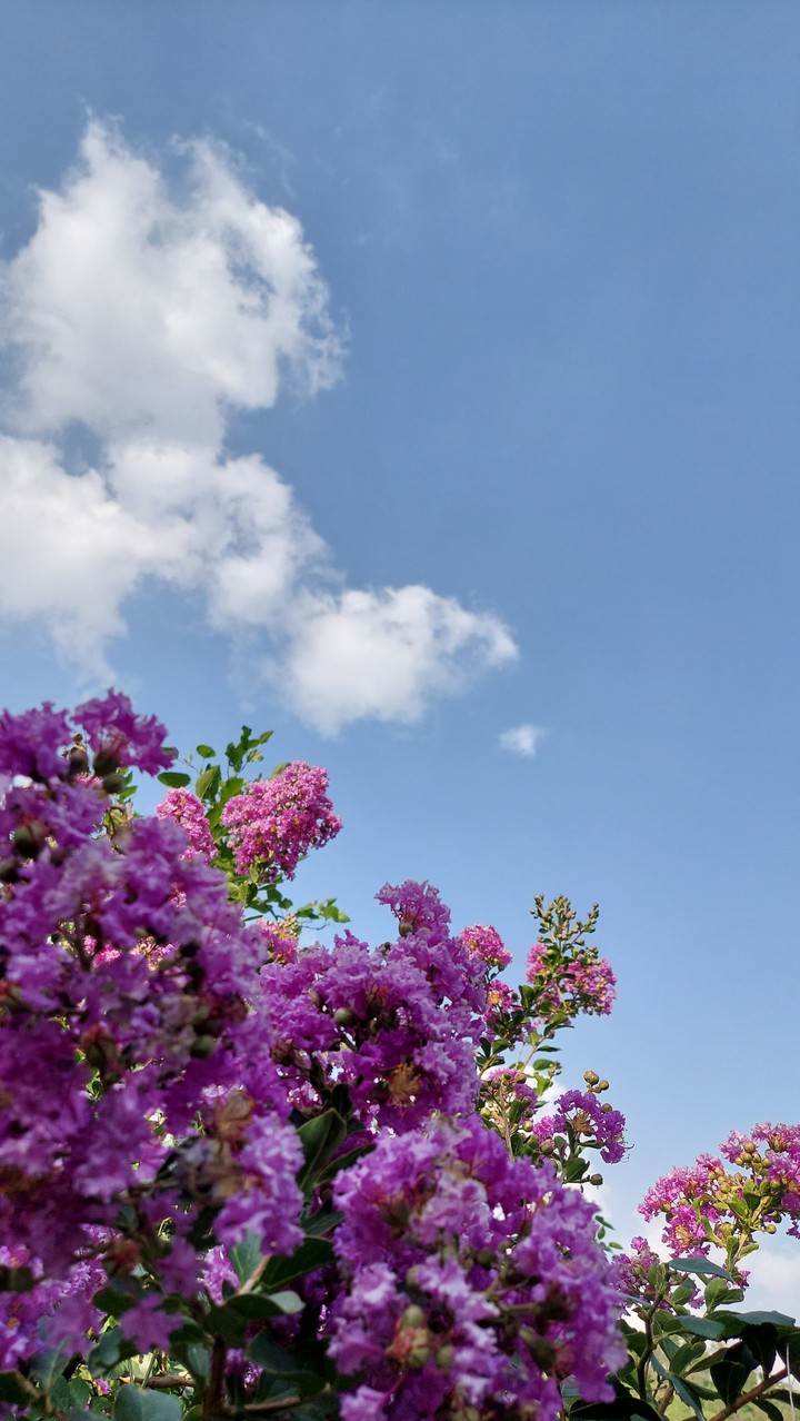 a tree of flower