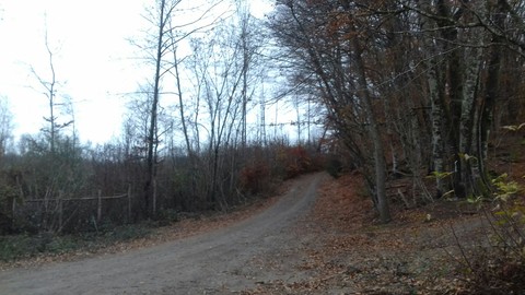 ecosystem, trail壁紙