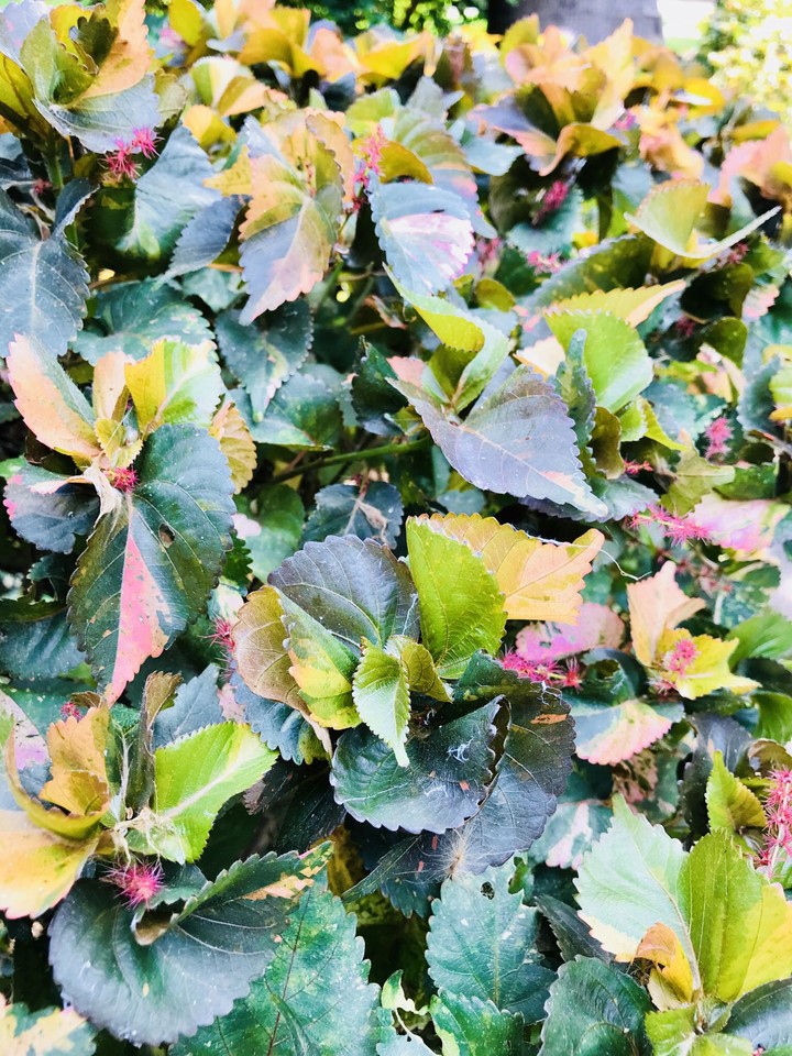 macro shot on iphone