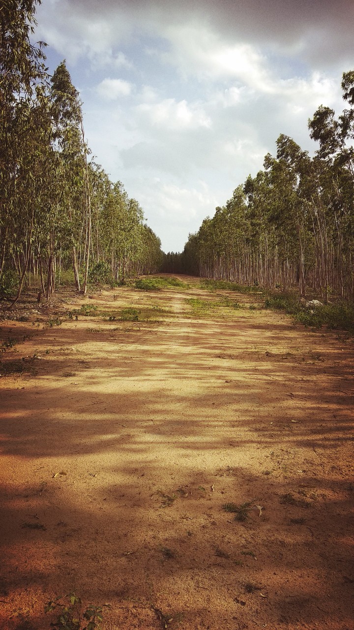 trees