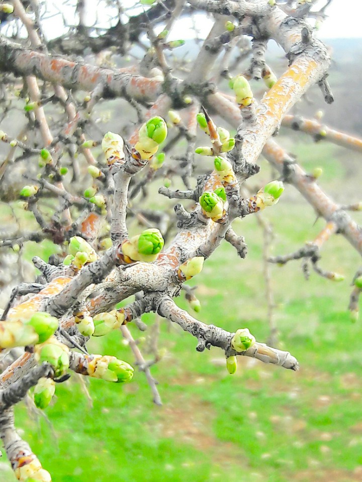 alıç